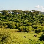 Panorama du Nord : entre parcs et lagons — Diego Suarez - Découverte des baobabs et plage sauvage d’Ampondrafeta