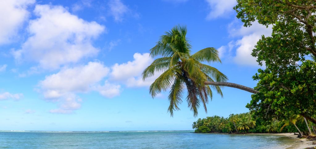 Cocotier penché au-dessus du lagon turquoise de l'île Sainte-Marie