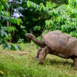 Tortue terrestre géante dans l'herbe, réserve du nord de Madagascar