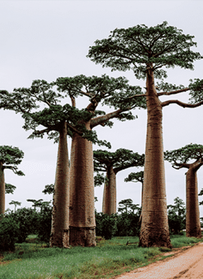 Baobab-madagascar