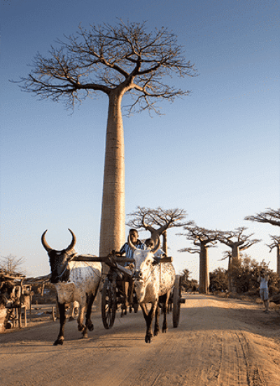 Baobab_Avenue_Magadascar_Morondava-Zebu